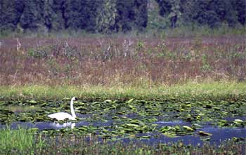 trumpeter swan