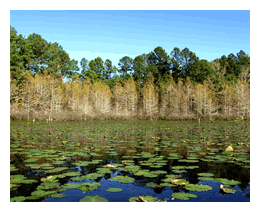 kisatchie falls