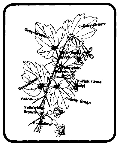 Umatilla Gooseberry