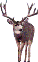 picture of deer
