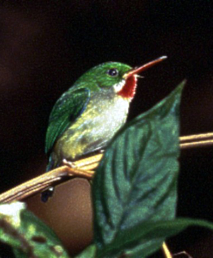 Puerto Rican Tody - small bird, green back, white breast and read underbeak