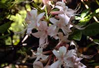 Pink azalea