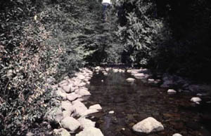 East Canyon Creek