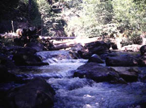 Skate Creek