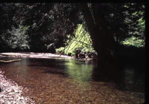 Upper Cispus River