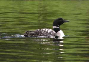 A common loon