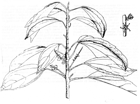 Ink drawing of the Alchorneopsis portoricensis/Palo de Gallina