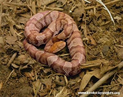  copperheads and rattlesnakes the only venomous snakes on the forest