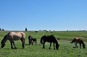 Wild Horse Range