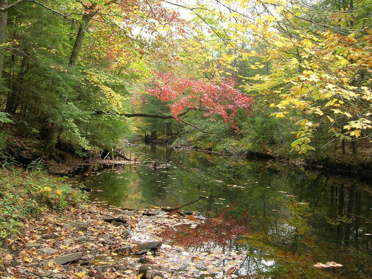 Early fall colors at Beaver Creek in 2007