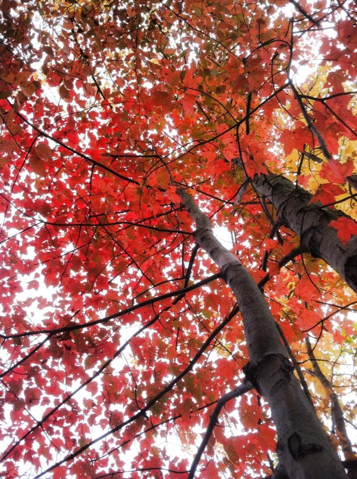 Red Maple Tree