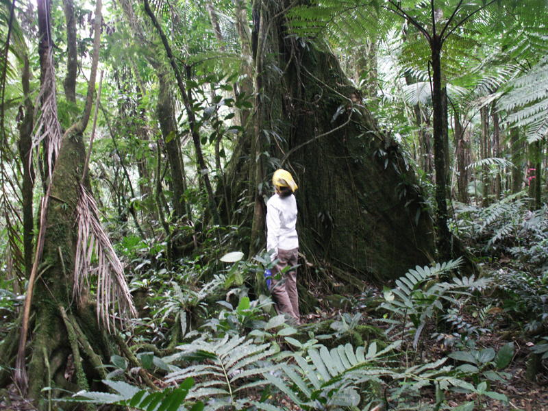 Photo caption:Pterocarpus officinalis at Luquillo Experimental Forest Pterocarpus officinalis at Luquillo Experimental Forest