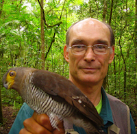 Photo caption:wja w/ imm. Forest-Falcon, Nica. wja w/ imm. Forest-Falcon, Nica.