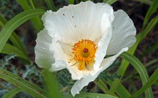 A closeup of a white flower with yellow/orange center, surrounded by grass.
