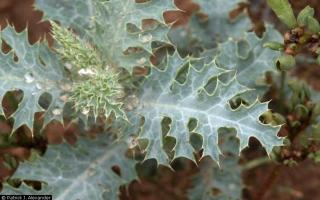 Green prickly leaves of the Prickly Poppy plant.