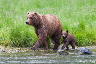 BearsSS6.png BearsSS6