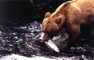 br_bear_fish