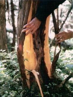 Brown bear damage on yellow cedar tree trunk