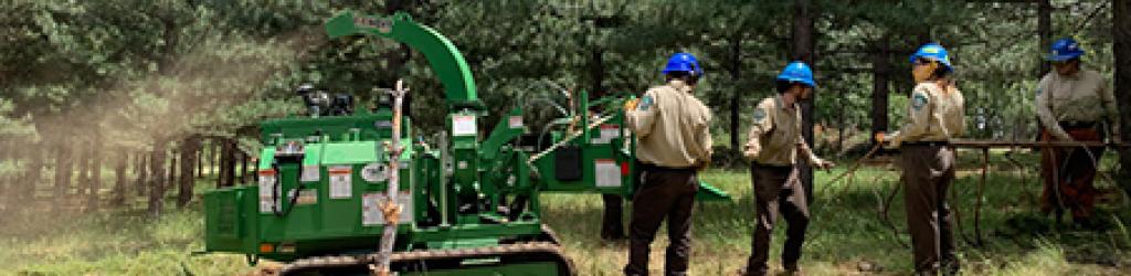 A crew of young men and women wearing hard hats work in a forest cutting, clearing, and removing trees and underbrush.