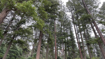 A mixed conifer with frequent fire vegetation community.