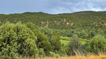 A pinyon-juniper forest on low-slung mountain hills.