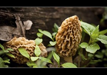 card mushroom.jpg card mushroom