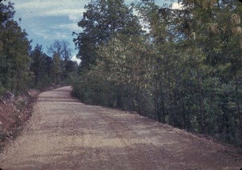 History: Black Locust on Clark National Forest