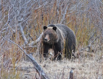 A large grizzly bear with rounded ears and a prominent shoulder hump, walks in a river bottom surrounded by willows and dry grasses.