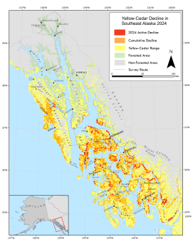 Map depicting yellow-cedar trees dying in 2024 and all the areas mapped up until then
