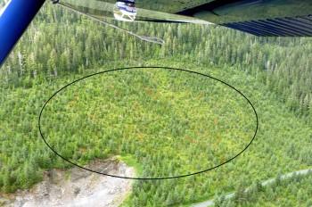 Aerial view of a young growth stand with red, dying yellow-cedar