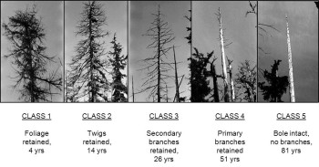 Photo depiction of the 5 stages of snag classes and the time since death