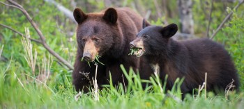 A mother black bear feasts on grass with her cub.