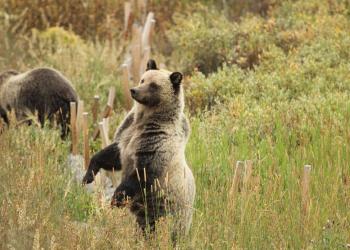 Grizzly Bear Standing Up