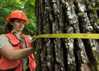 Timber Sales