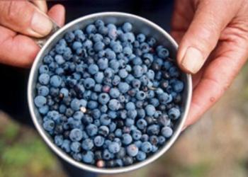 Card - Blueberries