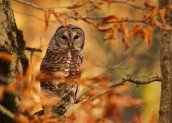 2019 Fall Photo - Owl at Deam Wilderness