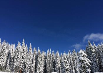 A bluebird sky frames a wall of tall snow-covered conifer trees.