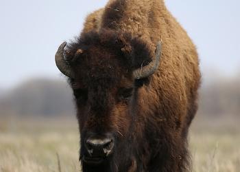Bison Gazing