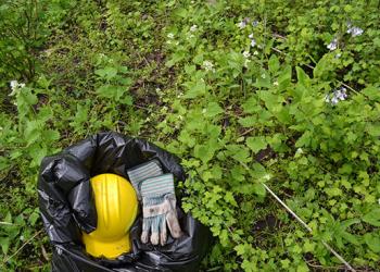 Gloves and a hardhat laying on a bed of invasive plant