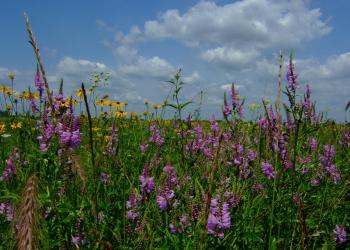 South Patrol Prairie