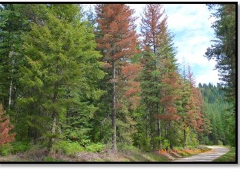 Trees alongside road killed by mountain pine beetle