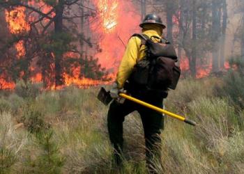 A firefighter in uniform carrying a large tool faces pine trees engulfed in flames