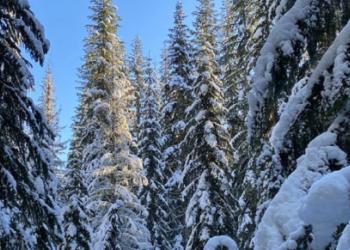 2020-GPNF-winter trees-518-001