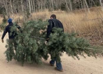 SJMA White Fir Christmas Tree