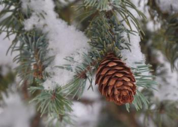 Tree ID RFish