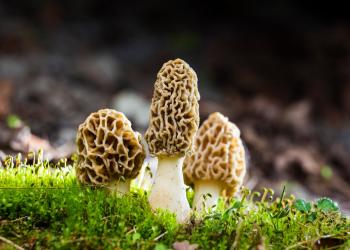 Morel mushrooms grow from a bed of moss.