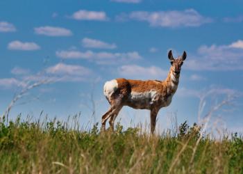 AdobeStock_1068053769 Pronhorn.jpeg
