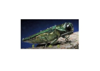 EAB