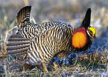 Greater Prairie Chicken Cover