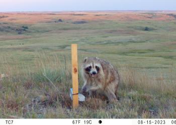Raccoon on the DPG - WildCam
